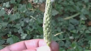 Asperge sauvage ou aspergette ou Ornithogale des Pyrénées