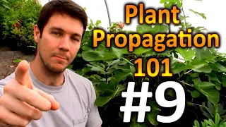 Plant Propagation 101 #9 | Does Bottom Heat Help Cuttings Root Faster?