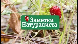 Заметки натуралиста 08.08.17