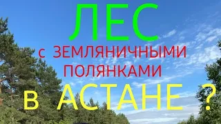 ЛЕС В НУР-СУЛТАНЕ? ЗЕМЛЯНИЧНАЯ ПОЛЯНА?