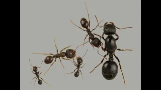 Ants. Messor Structor. TimeLapse