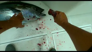 Trolling bluefin Tuna Fishing nomad  ( Madmacs High Speed Trolling Lure)