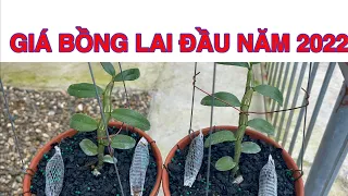 Giá hồng bồng lai đầu năm 2022. Sơn cầm