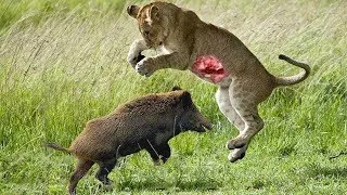 Tierwelt  🐘  Verrückter Angriff von Löwe gegen Warzenschwein im Wild-Wild-Tier