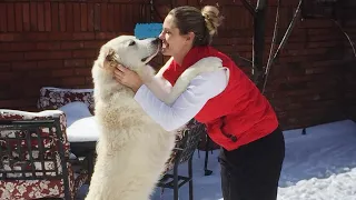 These Animals Don't Forget Their Owners That Will Touch Your Heart Animal Reunion