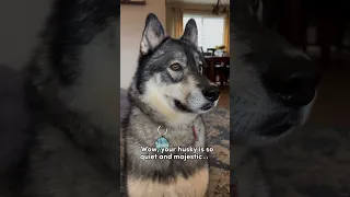 The most Majestic thing you’ll see today 😮‍💨 #shortsvideo #husky #funnydog #comedy #doghumor #dog