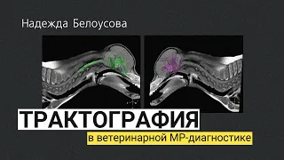 Трактография в ветеринарной МР-диагностике