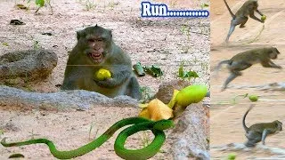 Fake Snake Prank On Funny Monkey Part 6 || Funny Monkey Video || Funny Animal Video || Funny Uploads