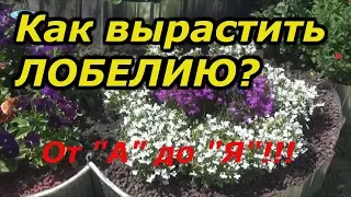 ВСЁ О ЛОБЕЛИИ-ОТ ПРАВИЛЬНОГО ПОСЕВА ДО ЦВЕТЕНИЯ!!!