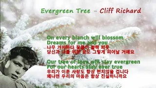 Evergreen Tree -Cliff Richard(상록수-클리프 리차드)[가사 번역]