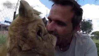 Cute LION CUBS Playing HD Funny Pets   YouTube