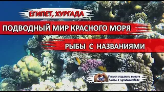 ЕГИПЕТ| Хургада подводный мир Красного моря. Рыбы с названиями