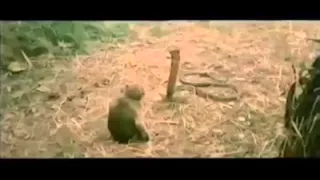 Snake vs monkey fight