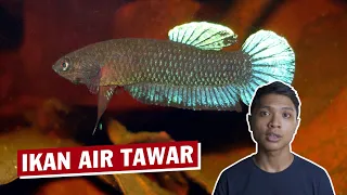 Ikan Air Tawar