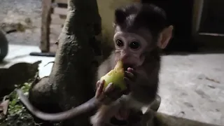 cute little monkey chasing me 😂😂
