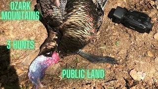 Ozark Mountain Turkey Hunting - 3 Hunts