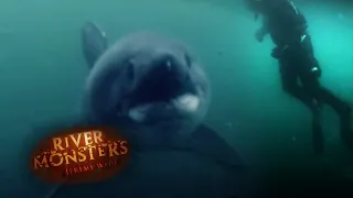 Diving In With Alaskan Salmon Sharks | SHARK | River Monsters