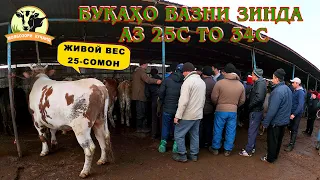 Буқаҳои СИММЕНТАЛ вазни зинда 25сомони савдо шуд!!!🐃😱