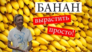 Как вырастить банан в домашних условиях