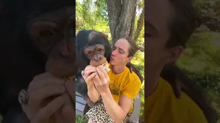 My best buddy Sugriva the Chimpanzee! 💪♥️ ♥️ Kody Antle