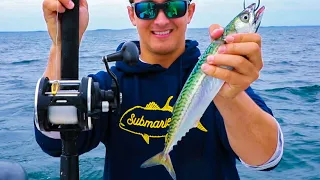 Catching Monster Fish on Huge Live Mackerel