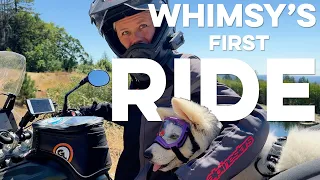 Training our DOG to ride a MOTORCYCLE in ONE DAY! 🎞️ RUFF Cut S04