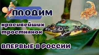 Самая красивая микро-лягушка! Первое разведение в России!
