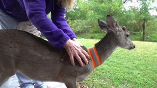 Breakfast with Bambi the Whitetail Deer Fawn (day 98 part 2)