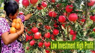 Pomegranate Farming Business Ideas - How to Make Money on Pomegranate Cultivation - Farming Ideas