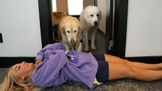 TRYING POPULAR TIKTOK TRENDS ON OUR DOGS