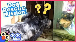Dogs Solve Mystery Of Baby Animal In Shed | Animal Videos For Kids | Dodo Kids
