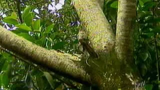 Família de Urutaus em Guarapiranga, Ribeirão Bonito