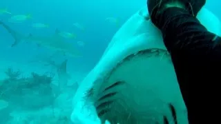 How to Dive with Tiger Sharks