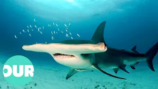 The Historic Evolution Of The Shark | Our World