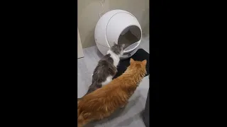 Автоматический туалет для кошек PETREE 1 WIFI с функцией блокировки и поглощения запаха