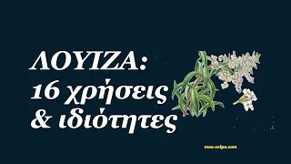 Λουΐζα: 16 χρήσεις & ιδιότητες