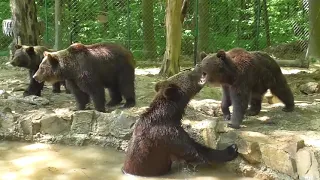 Ведмеді купаються / Медведи купаются / bears bathing