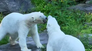 Spielerisches Kämpfen der Eisbären am Wasserfall