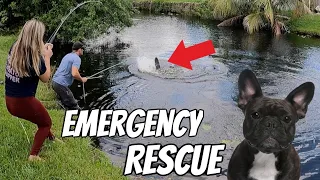 Alligator that attacked dog is captured!!!!