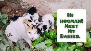 Mama Cat brings her kittens to human|Hi hooman! Meet my babies|