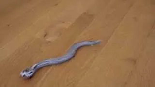 IR Remote-Controlled Snake SKU# 729451 - HearthSong