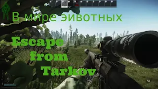 В мире животных. Escape from Tarkov.