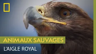 L'aigle royal, un monstre de vitesse majestueux