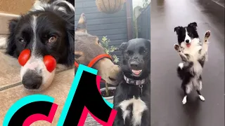 The Most Awesome Border Collie TikTok Compilation | Dogs Of TikTok