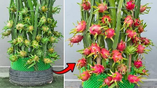 Method of propagation of dragon fruit by branches, Growing super fruit dragon fruit in tires