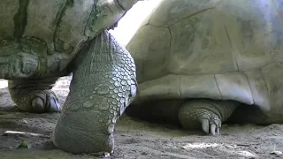 Mating Season for Galápagos Giant Tortoise?