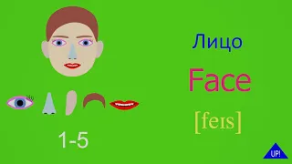 Лицо на английском языке  Face in English and Russian