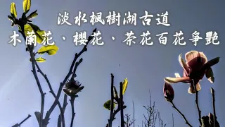 淡水楓樹湖古道木蘭花、櫻花、茶花百花爭艷