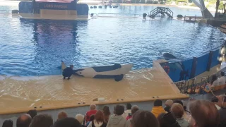 Orcas show - Orca Ocean - Loro Parque - Tenerife (Part 1)