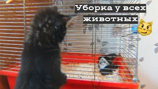 УБОРКА У ВСЕХ ЖИВОТНЫХ